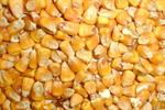 Organic Whole Grain Corn Yellow